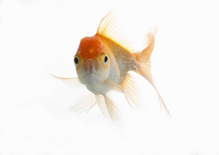 lion head fish on white in their midstの写真素材