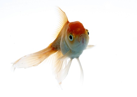 lion head fish on white in their midstの写真素材