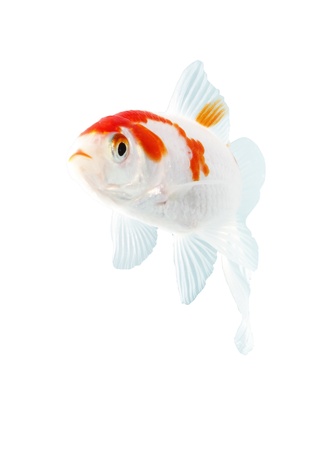 bicolor, de peces de la familia de las carpas en el fondo blancoの写真素材