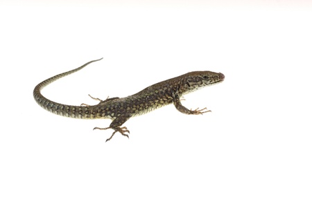 common lizard on white background with natural posesの写真素材