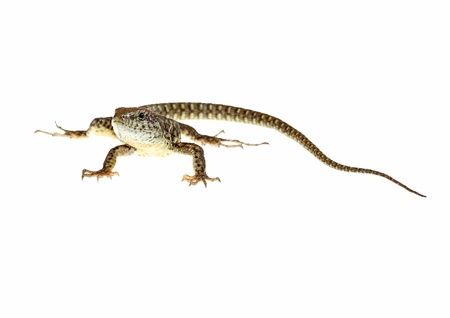common lizard on white background with natural posesの写真素材