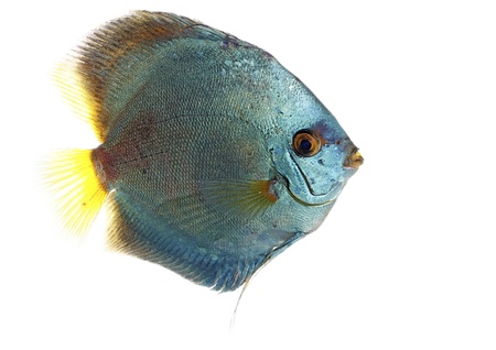 Blue Discus isolated on white and clearの写真素材