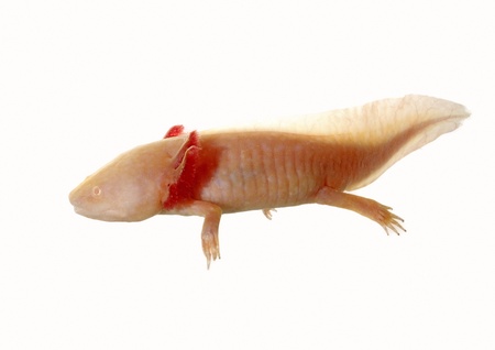 axolotl on white background in natural posesの写真素材