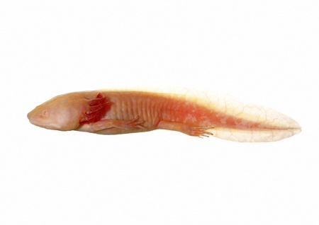axolotl on white background in natural posesの写真素材