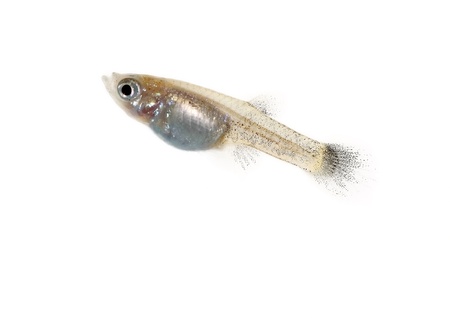 guppy tail and golden isolated on white backgroundの写真素材