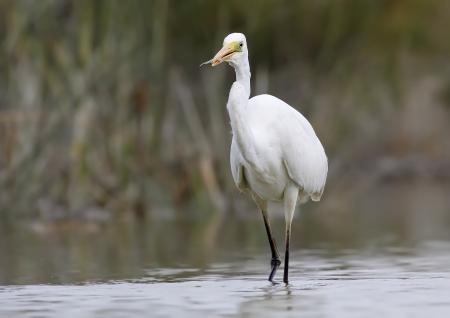 Great White Egret in the wild freeの写真素材