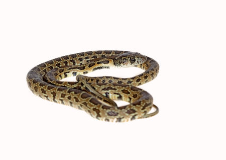horseshoe snake isolated on white background