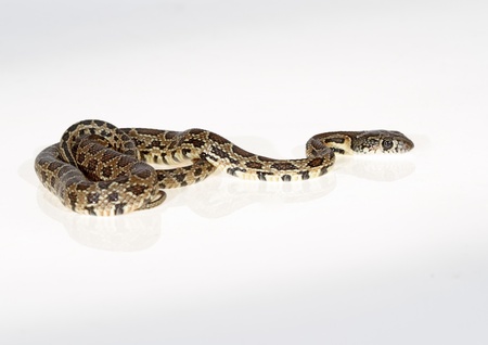 horseshoe snake isolated on white backgroundの写真素材