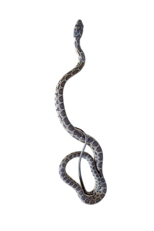 horseshoe snake isolated on white background