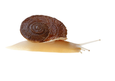 Snail isolated on white background in airの写真素材