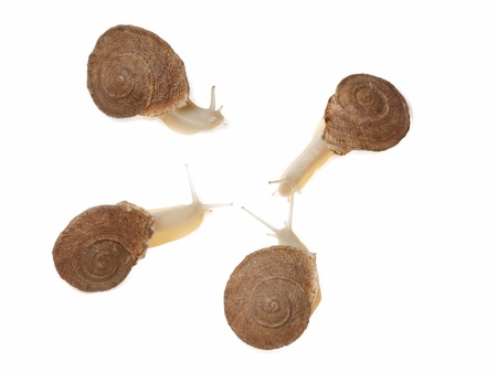 Snail isolated on white background in airの写真素材