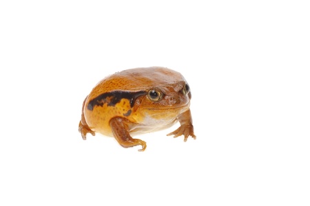tomato frog isolated on white background onlyの写真素材