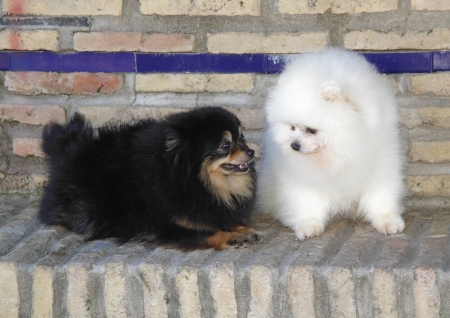 Pomeranian breed lulu posing for the cameraの写真素材