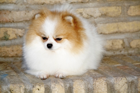 Pomeranian breed lulu posing for the cameraの写真素材