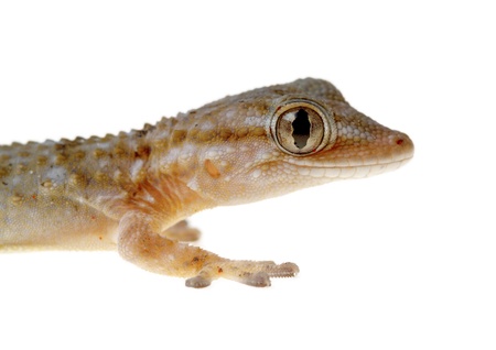 gecko isolated on white background living au naturelの写真素材