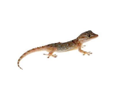 gecko isolated on white background living au naturelの写真素材