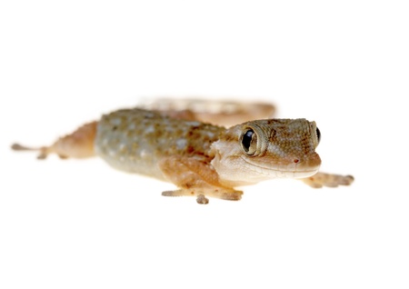 gecko isolated on white background living au naturelの写真素材
