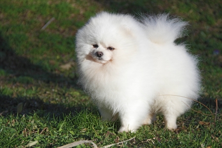 Pomeranian breed lulu posing for the cameraの写真素材