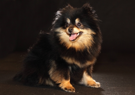 Pomeranian breed lulu posing for the cameraの写真素材
