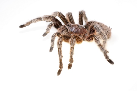 Chilean Rose Spider isolated on white backgroundの写真素材