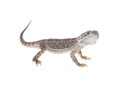 Bearded dragon isolated on white background singleの写真素材