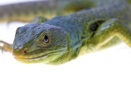 Ocellated lizard isolated on white backgroundの写真素材