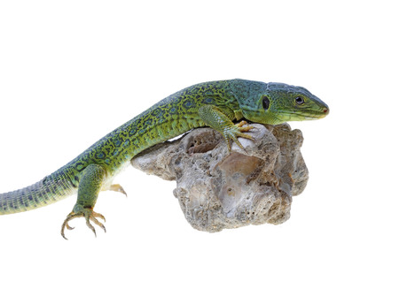 Ocellated lizard isolated on white backgroundの写真素材
