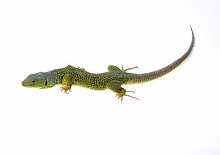 Ocellated lizard isolated on white backgroundの写真素材