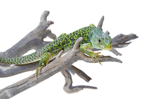 Ocellated lizard isolated on white backgroundの写真素材