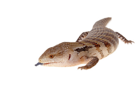 bluetongue lizard isolated with white background onlyの写真素材