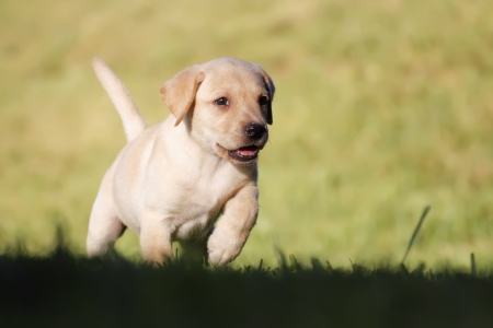 labrador puppy alone in various poses for the cameraの写真素材