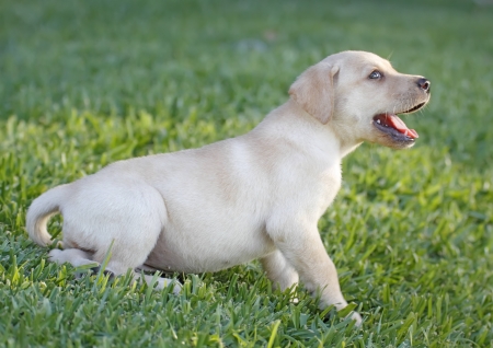 labrador puppy alone in various poses for the cameraの写真素材