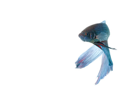 blue betta acuario con fondo blanco aislado