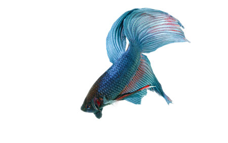 blue betta acuario con fondo blanco aislado