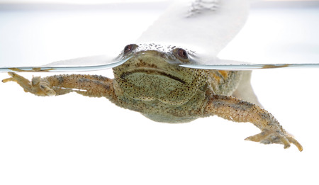 Spanish family urodele amphibian commonly called gallipatoの写真素材