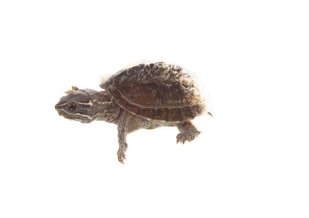 musk turtle isolated on white backgroundの写真素材