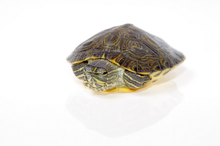florida turtle isolated on white background youngの写真素材