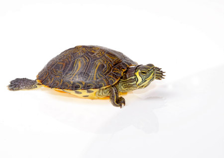 florida turtle isolated on white background youngの写真素材