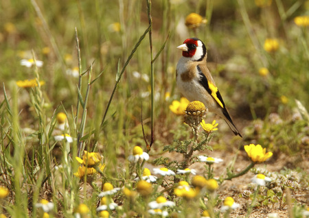 Goldfinch in its natural habitat unnoticed posing with their beautiful colorsの写真素材