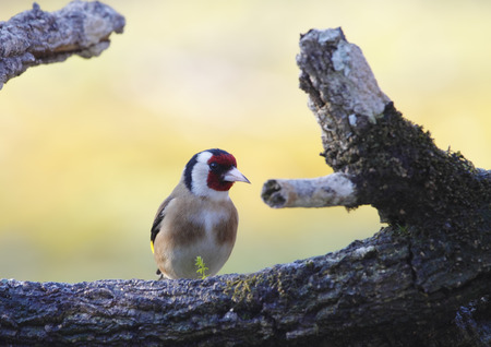 Goldfinch in its natural habitat unnoticed posing with their beautiful colorsの写真素材