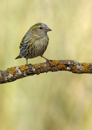 Goldfinch in its natural habitat unnoticed posing with their beautiful colorsの写真素材