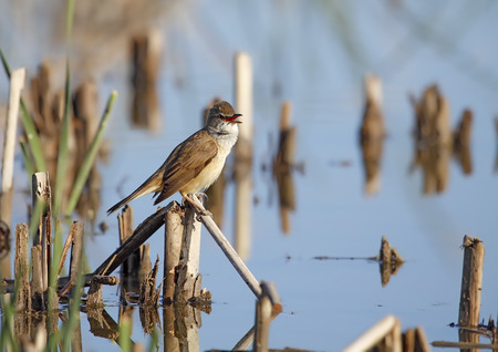 great reed warbler in freedom and in its natural habitatの写真素材