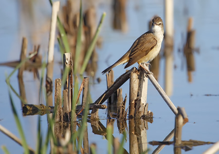 great reed warbler in freedom and in its natural habitatの写真素材