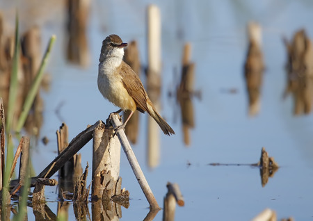 great reed warbler in freedom and in its natural habitatの写真素材