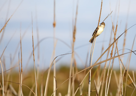 great reed warbler in freedom and in its natural habitatの写真素材
