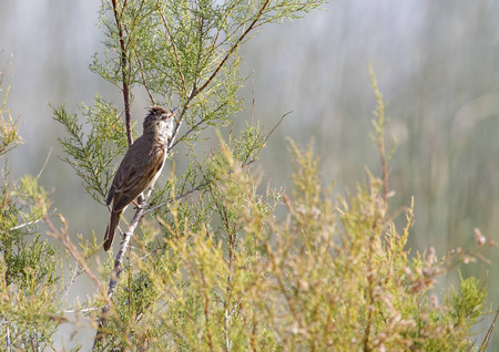 great reed warbler in freedom and in its natural habitatの写真素材