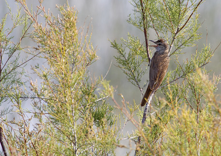 great reed warbler in freedom and in its natural habitatの写真素材