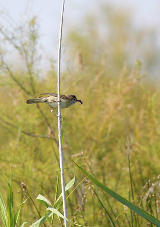 great reed warbler in freedom and in its natural habitatの写真素材