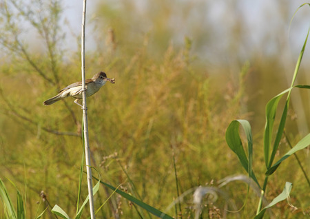great reed warbler in freedom and in its natural habitatの写真素材