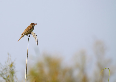 great reed warbler in freedom and in its natural habitatの写真素材